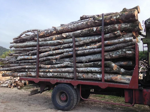 Bois-de-Chauffage-Acacia-–-Camion-de-50-Steres-Pret-a-lEmploi-1.webp